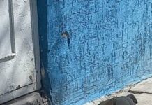 Justicia para “Juanita”, perrita callejera atropellada con alevosía y ventaja