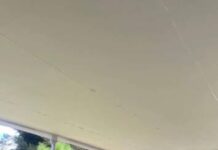 Tzintzuntzan bajo la lupa por posible sacrificio masivo de animales