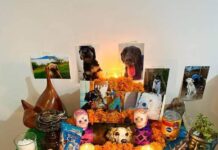 El duelo silente de los seres de compañía: una despedida entre cempasúchil, croquetas y recuerdos