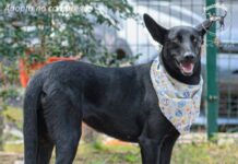 Este domingo Feria de adopción en Morelia: una oportunidad para cambiar vidas