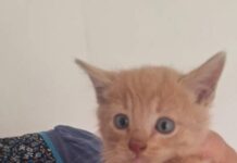 Karen’s y Karencio’s esta es tu oportunidad de ser adoptado “Michitos Interestelares” lanza su feria de la adopción