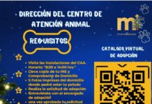 Más de 50 Peludos Buscan un Hogar en la Caravana Navideña por la Adopción