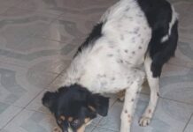 Último Croquetón del Año en Maravatío Busca Apoyo para Perros Callejeros