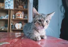 Rescatistas Independientes Invitan a la Segunda Feria de Adopción en Morelia: Dales un Hogar”