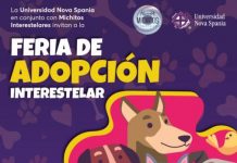 “Adoptar es salvar una vida: feria de adopción en Morelia”