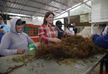 Michoacán genera más de 17 mil mdp en berries pizcadas por jornaleras