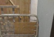 En cateo realizado en La Piedad, rescata FGE a 28 perros, víctimas de maltrato animal