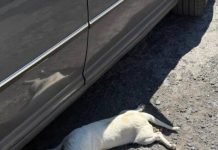 Arko San Antonio, epicentro de la barbarie contra los animales, se reportan nuevos casos de envenenamiento