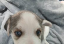 Este domingo feria de adopción en Morelia: una segunda oportunidad para perros y gatos