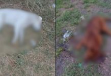 Omiso, Gobierno de Charo ante envenenamiento de perros