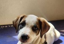 Feria de Adopción: Un hogar para ellos, una familia para ti”, anuncia Rescatistas Independientes