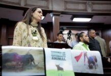 Por un Michoacán que ponga “fin a la crueldad como espectáculo”, respalda Sandra Arreola prohibición de la tauromaquia
