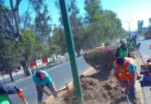 Gobierno de Morelia interviene áreas verdes en zona de las Tarascas