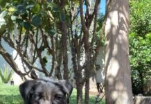 Refugios bajo ataque: envenenan a nueve perros rescatados en “Huellitas de Amor” Paracho