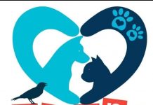 Plaguicidas matan a 6 mil perros y gatos al año: más de 30 asociaciones piden a la SSM detener biocidio silencioso en Michoacán